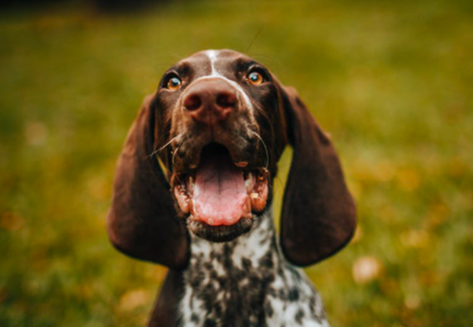 Il cane inclina la testa, ecco perché